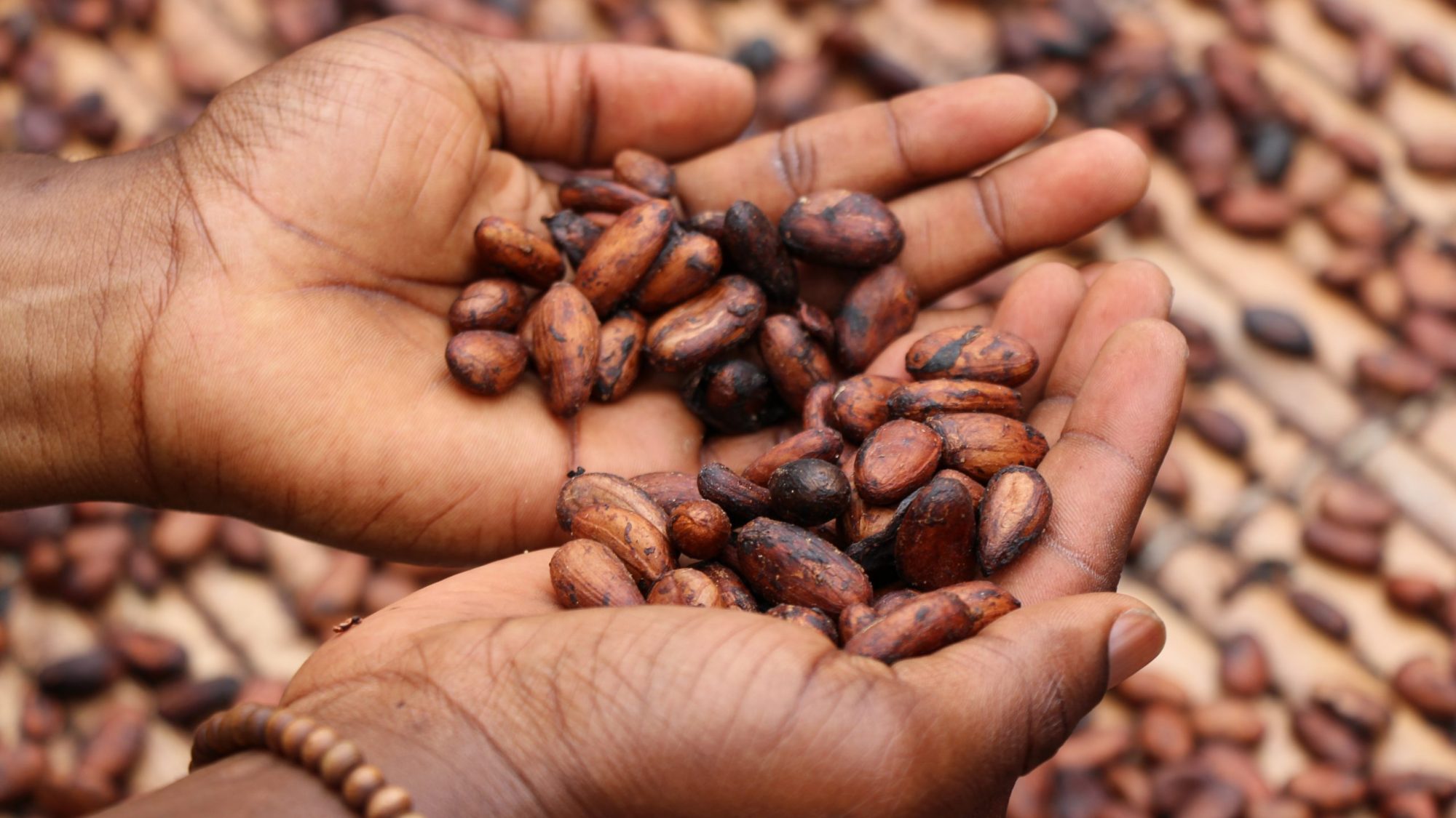 High Forced Labour Risk In Cocoa Industry Needs To Step Up Walk Free 