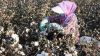 Cotton farmer in China