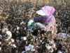 Cotton farmer in China