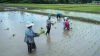 Migrant workers from Myanmar plant rice crops in a field in Mae Sot.