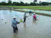 Migrant workers from Myanmar plant rice crops in a field in Mae Sot.