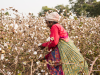 Indian woman harvesting cotton in a cotton field, Maharashtra, India.