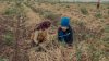 Two young seasonal farm workers pick onions in the farmlands of Amik Plain, located on the Syrian border in Reyhanli district of Hatay, Turkey, on 23 May, 2024.