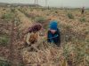 Two young seasonal farm workers pick onions in the farmlands of Amik Plain, located on the Syrian border in Reyhanli district of Hatay, Turkey, on 23 May, 2024.