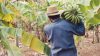 A farmer carrying bananas through a farm.