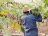 A farmer carrying bananas through a farm.