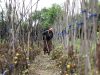 A local farmer walks through her tomato garden which was affected by the unpredictable weather patterns in Napaka district on July 21, 2025 in Karamoja region, Uganda.